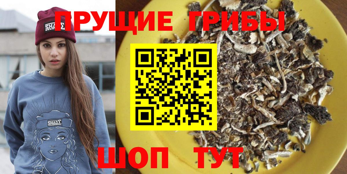 купить наркоту  Вход с VPN  Знаменск  Псилоцибиновые грибы GOLDEN TEACHER 